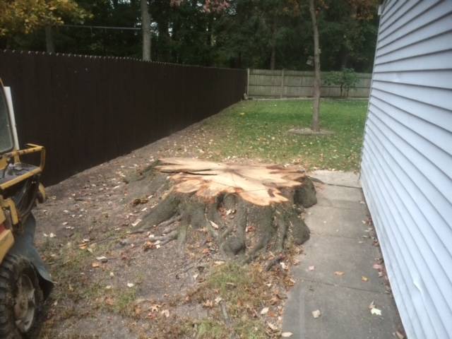 Cleveland, Ohio stump grinding